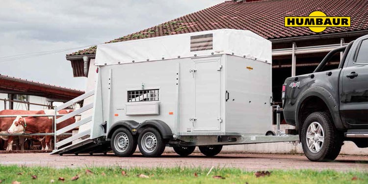 Humbaur Viehanhänger an Pickup beim Beladen auf Bauernhof mit Rindern