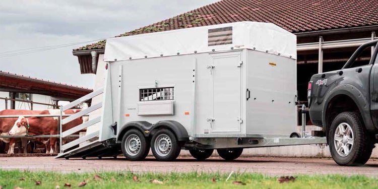 Humbaur Viehanhänger an Pickup beim Beladen auf Bauernhof mit Rindern